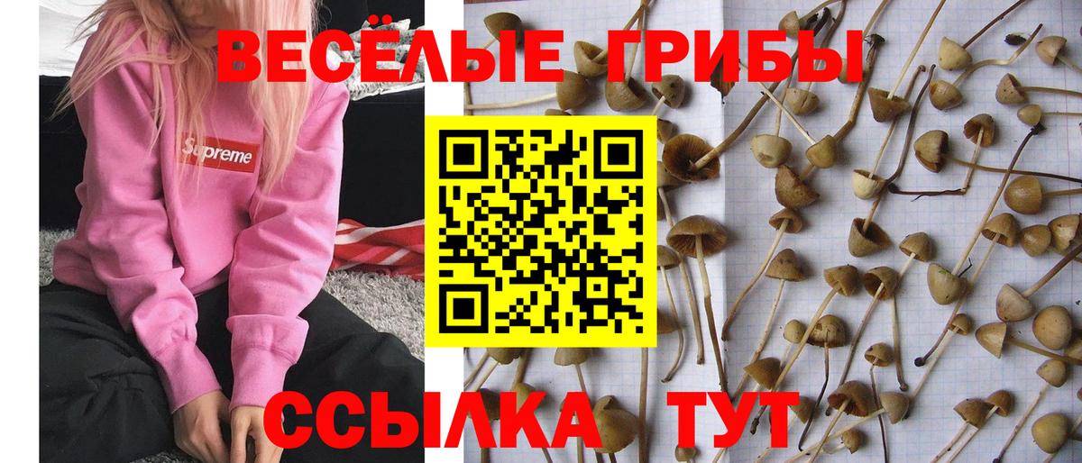 Корсаков  Галлюциногенные грибы Cubensis  Вход с VPN  Псилоцибиновые грибы Cubensis 
